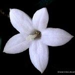 Psychotria deverdiana Fleur