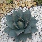 Agave havardiana Leaf