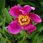 Paeonia mascula പുഷ്പം