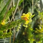 Lockhartia oerstedii Flor