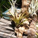 Tillandsia festucoides Fuelha