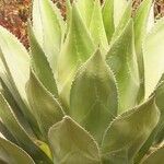 Agave shawii 整株植物