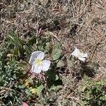 Oenothera albicaulis 花