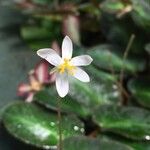 Begonia thelmae Blüte