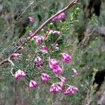 Erica australis Çiçek