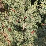 Juniperus phoenicea ᱥᱟᱠᱟᱢ