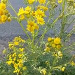 Senecio squalidus Blüte