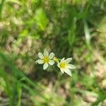 Nothoscordum bivalve ফুল