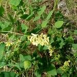 Vicia pisiformis Blüte