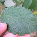 Rubus goniophorus 葉