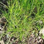 Eremogone capillaris Hoja