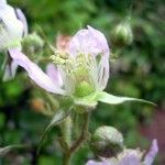 Rubus scabripes പുഷ്പം