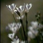 Triteleia peduncularis Flor