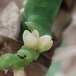 Chamaedorea microspadix Flower