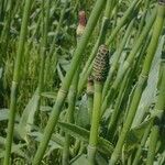 Equisetum laevigatum ফল