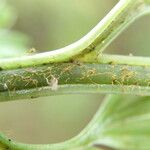 Asplenium hypomelas Leaf