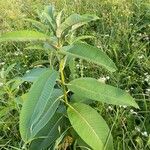 Asclepias syriaca Habit