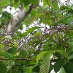 Vitex cooperi Otro