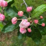 Malus coronaria Cvet