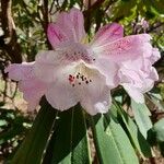 Rhododendron arboreum Blodyn