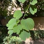 Bauhinia variegata Ліст