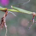 Paspalum distichum Outro