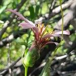 Mutisia spinosa 花