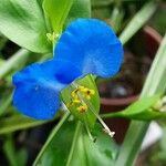 Commelina communis Blüte