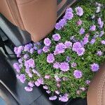 Symphyotrichum dumosum Blüte