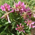 Trifolium alpinum Costuma