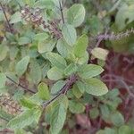 Ocimum tenuiflorum Leaf