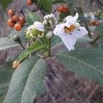 Solanum bonariense Kukka