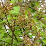 Syringa pubescens Flower