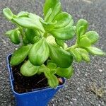 Sedum divergens List