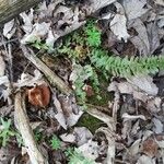 Asplenium platyneuron Leaf