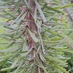 Didierea madagascariensis Leaf