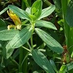 Hypericum maculatum Blatt