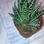 Aloe variegata Φύλλο