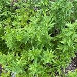 Artemisia princeps List