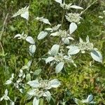 Pycnanthemum incanum Flower