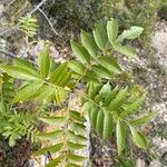 Fraxinus angustifolia Blatt