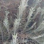 Artemisia filifolia Leaf