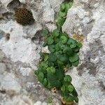 Cymbalaria aequitriloba Leaf