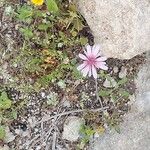 Crepis rubra Flor