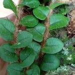 Microgramma vacciniifolia 葉