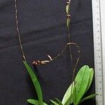 Stelis superbiens Otro