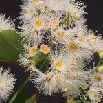 Syzygium × intermedium Flor