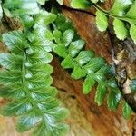 Asplenium marinum Leaf