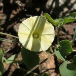 Ipomoea obscura Λουλούδι