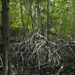 Rhizophora mangle Rinde